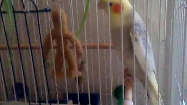 My parrot fun