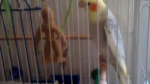 My parrot fun