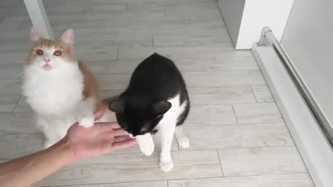 Train your persian cats
