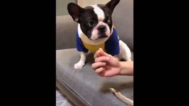 Funny Dog Serious Reaction!