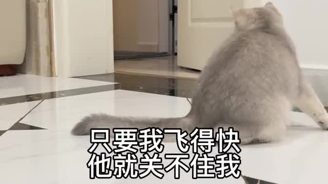 The daily life of the cat