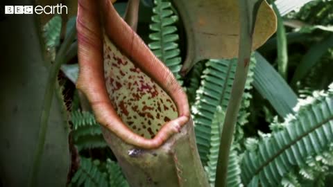 This Plant Traps its Prey With a Deadly Drop | Natural Born Killers | BBC Earth