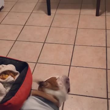 Bulldog sings to song