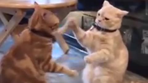 Funny cats,Chat drôle