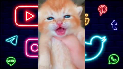 Sad cat baby carriying