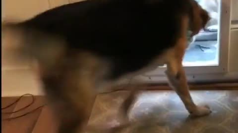 Automatic pet door plays joke on dog