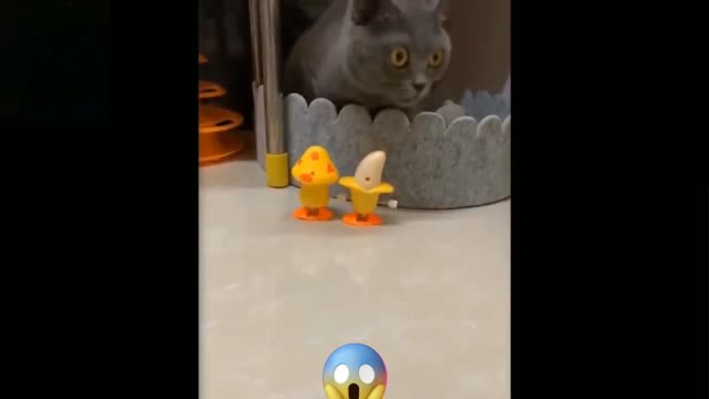 Cute and crazy funny pets 2021