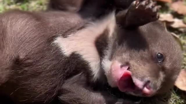 A small black bear