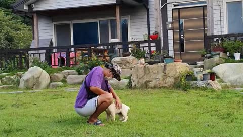 Korean Rural Labrador Retriever