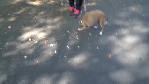 I Let My Dog Walk Me For the Day