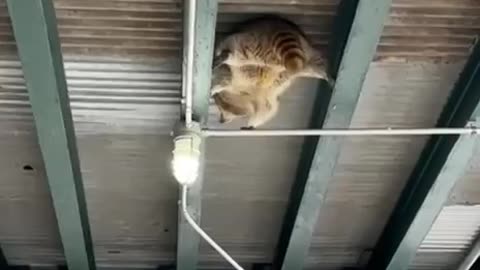 TRY NOT TO LAUGH 😆 Best Funny Videos Compilation 😂😁😆