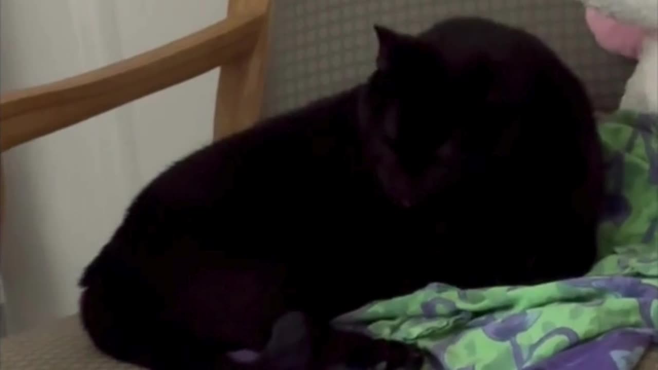 Cute Precious Piper Snuggles on Her Throne - Adopting a Cat from a Shelter Vlog #shorts