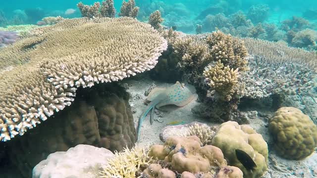 Beutyful look Under water