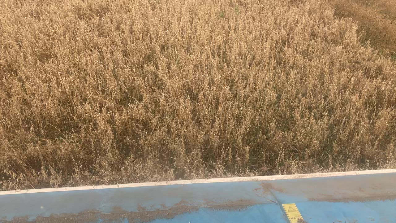 Oats Harvest