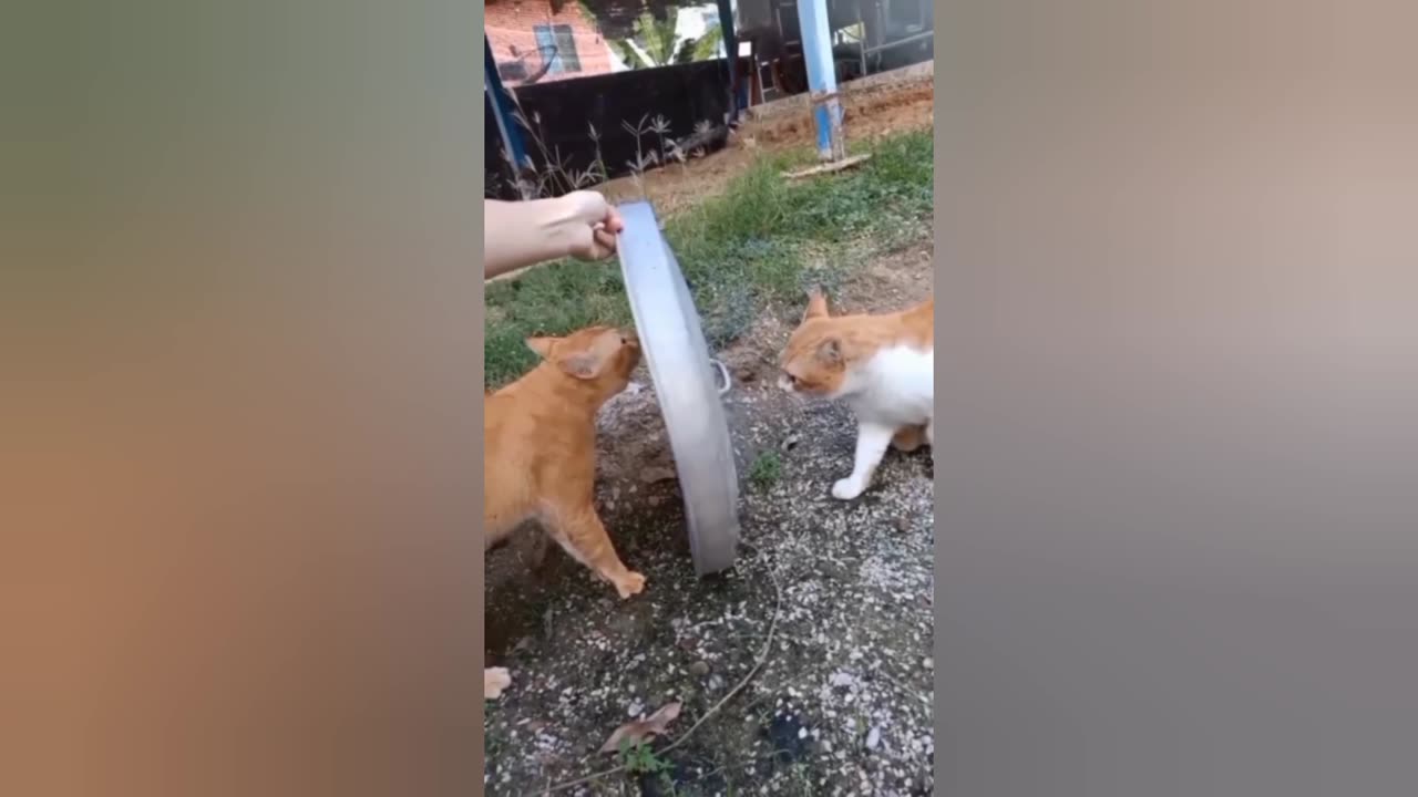 Cat funny video