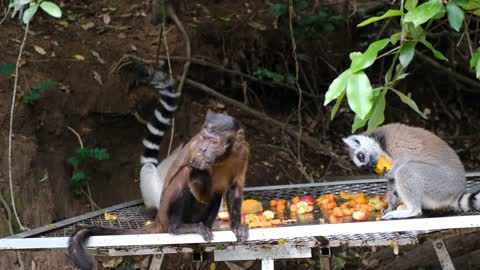 Footage of the Monkeys Eating together