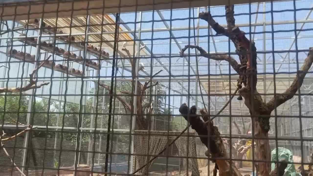 bird in cage