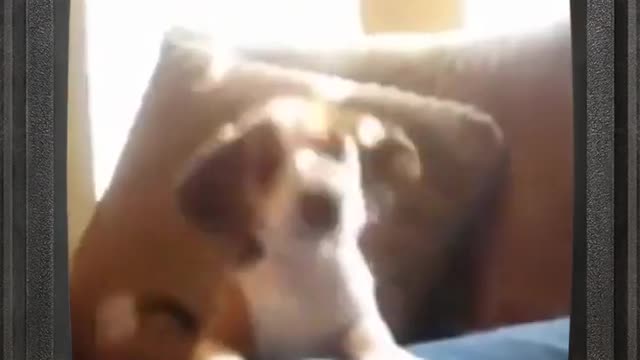 Cute Dog Learning To Bark