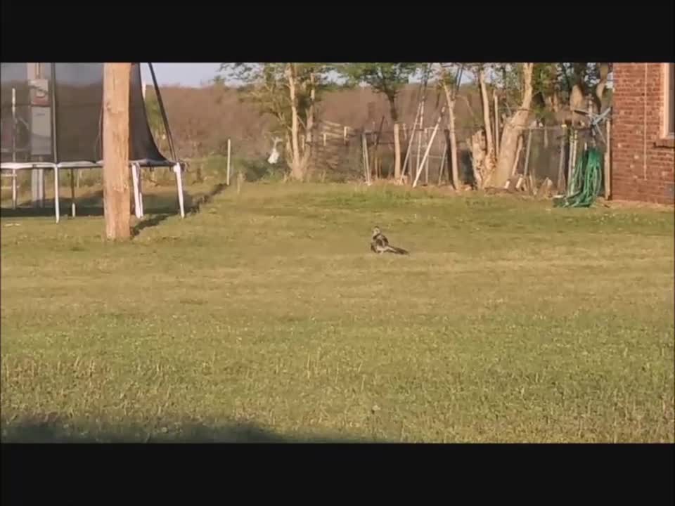 😲 WOW! A Real Life Roadrunner!