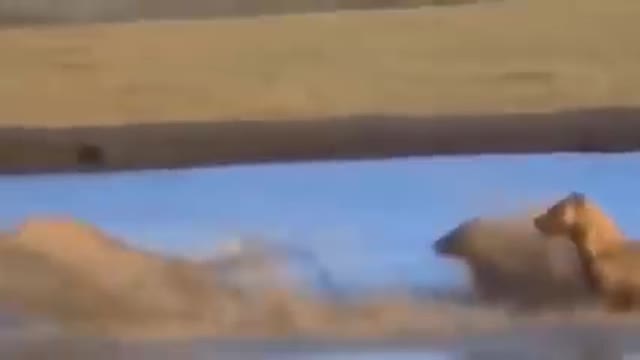 The Best Of Animal Attack