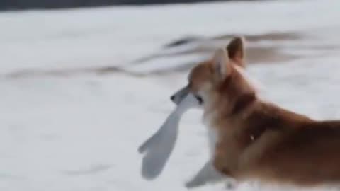 Cute corgi playing in the snow - MUST WATCH!