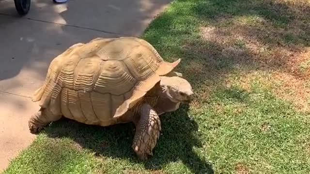 Morning in the life of Tiptoe the Tortoise 🐢💕🌸