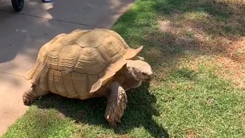 Morning in the life of Tiptoe the Tortoise 🐢💕🌸