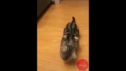 funny cat video sinhalese