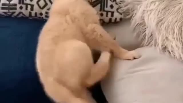 Short People Problem Explain Dog Puppy