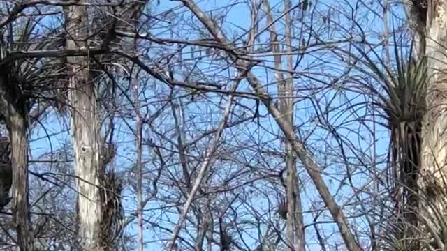 Egret in the trees