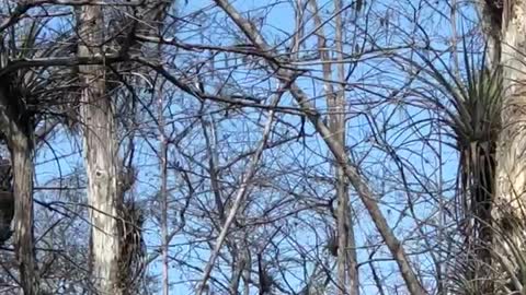 Egret in the trees