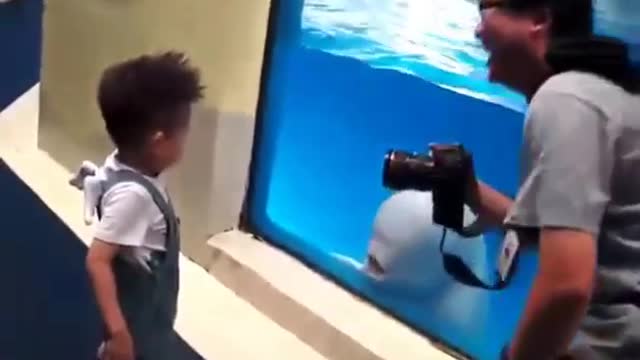 Les Dauphins -