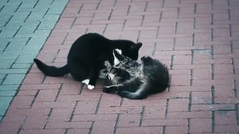 Cats | Cats playing video | Cats fight