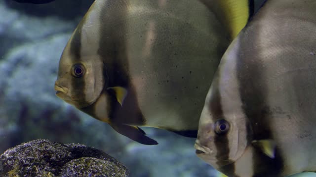 Colorful aquarium, beautiful parrot fish swimming in ocean corals