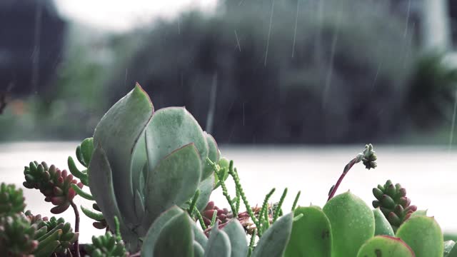 Desert plants