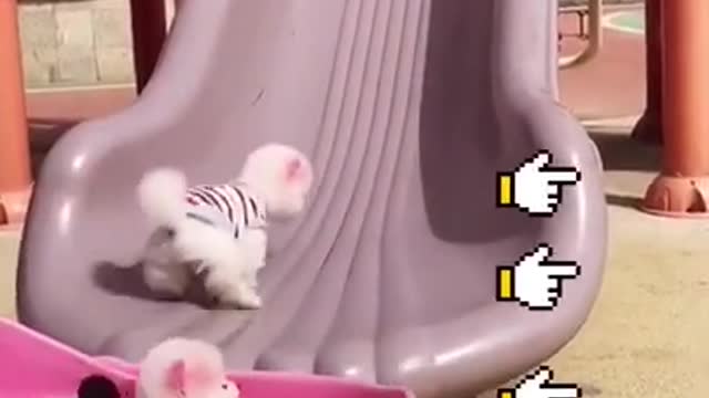 Baby Dogs Cute and Funny Baby Dogs Videos Compilation