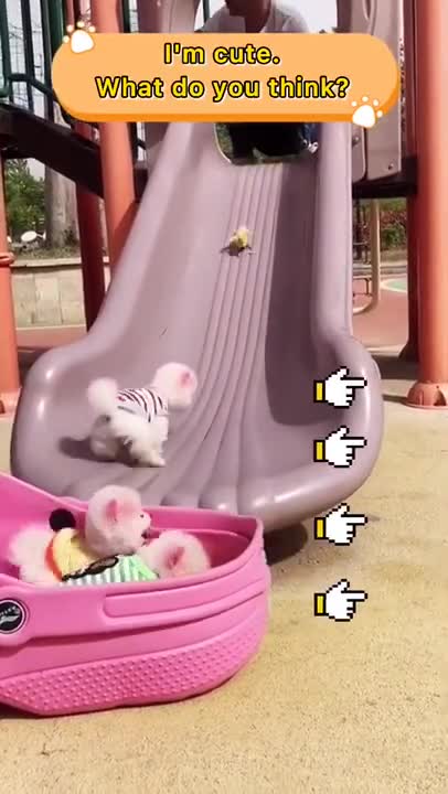 Baby Dogs Cute and Funny Baby Dogs Videos Compilation