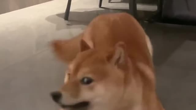 Dog - Smart Dog Helps Owner Reverse Into Parking Space.