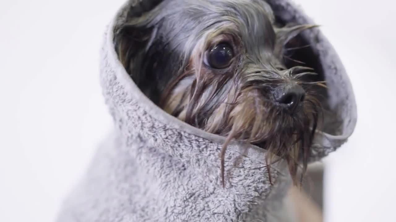 Tiny cute puppy covered in the terry towel close up