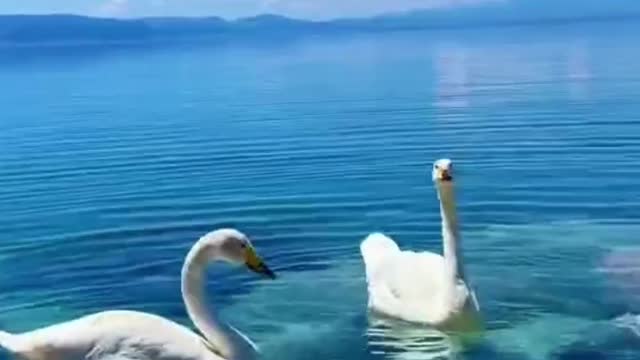 What a pleasant thing to enjoy the beautiful scenery and feeding the swans!