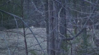 Wildlife Deer Playing King of the Hill