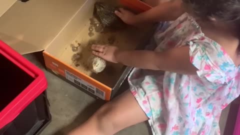 Girls protects chicks from her dog