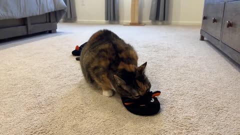 Cat is fascinated by slippers