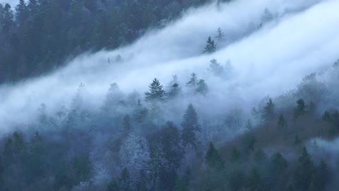 Landscape : Wave Of Fog