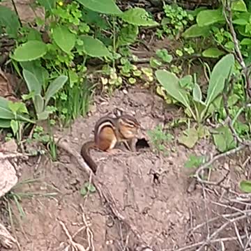 Chipmunk Life