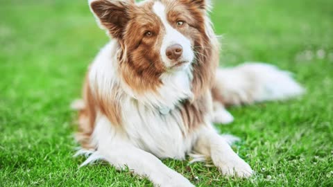 All you need to know before buying a Border Collie