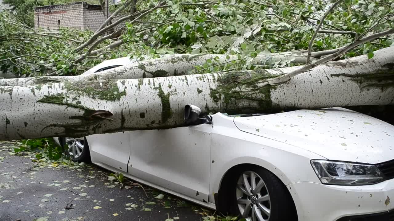 Tree fallen on a car on the street