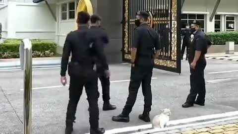 [Animals] A guard can't help rubbing a cat