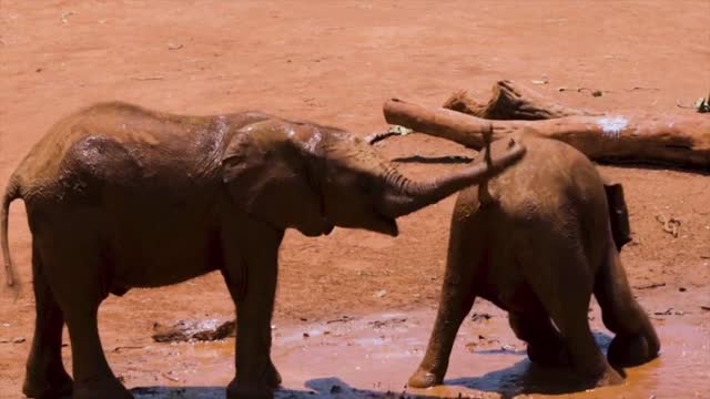 Two African Baby Elephants Playing In Mud