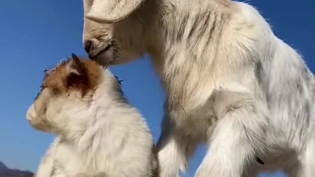 Gote and dog video-cute video-sweet
